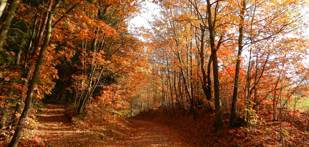 AK Heimatgeschichte Mitterfels e.V.